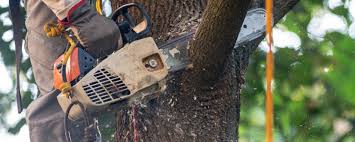 Best Hazardous Tree Removal  in Carthage, IL